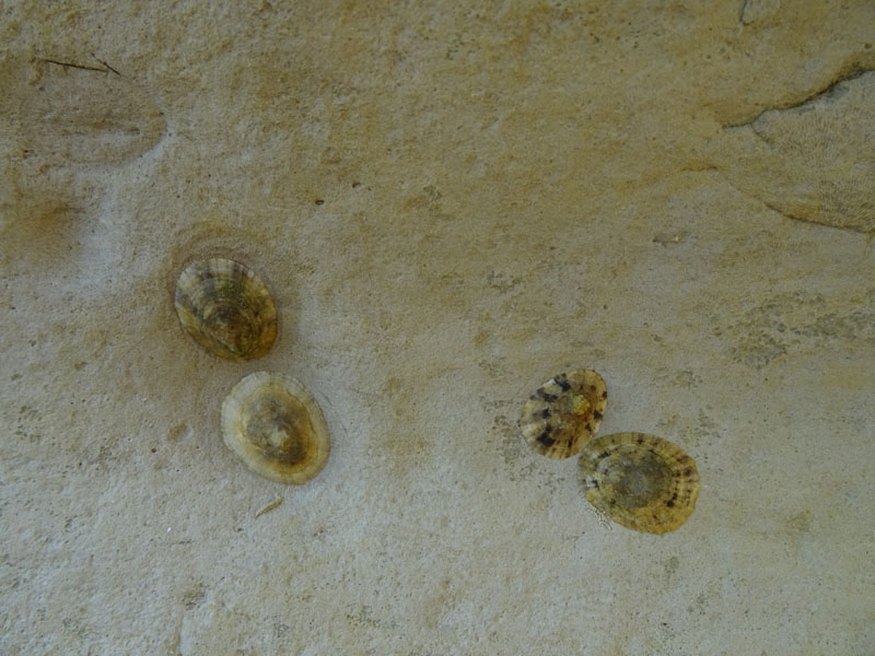 Patella caerulea